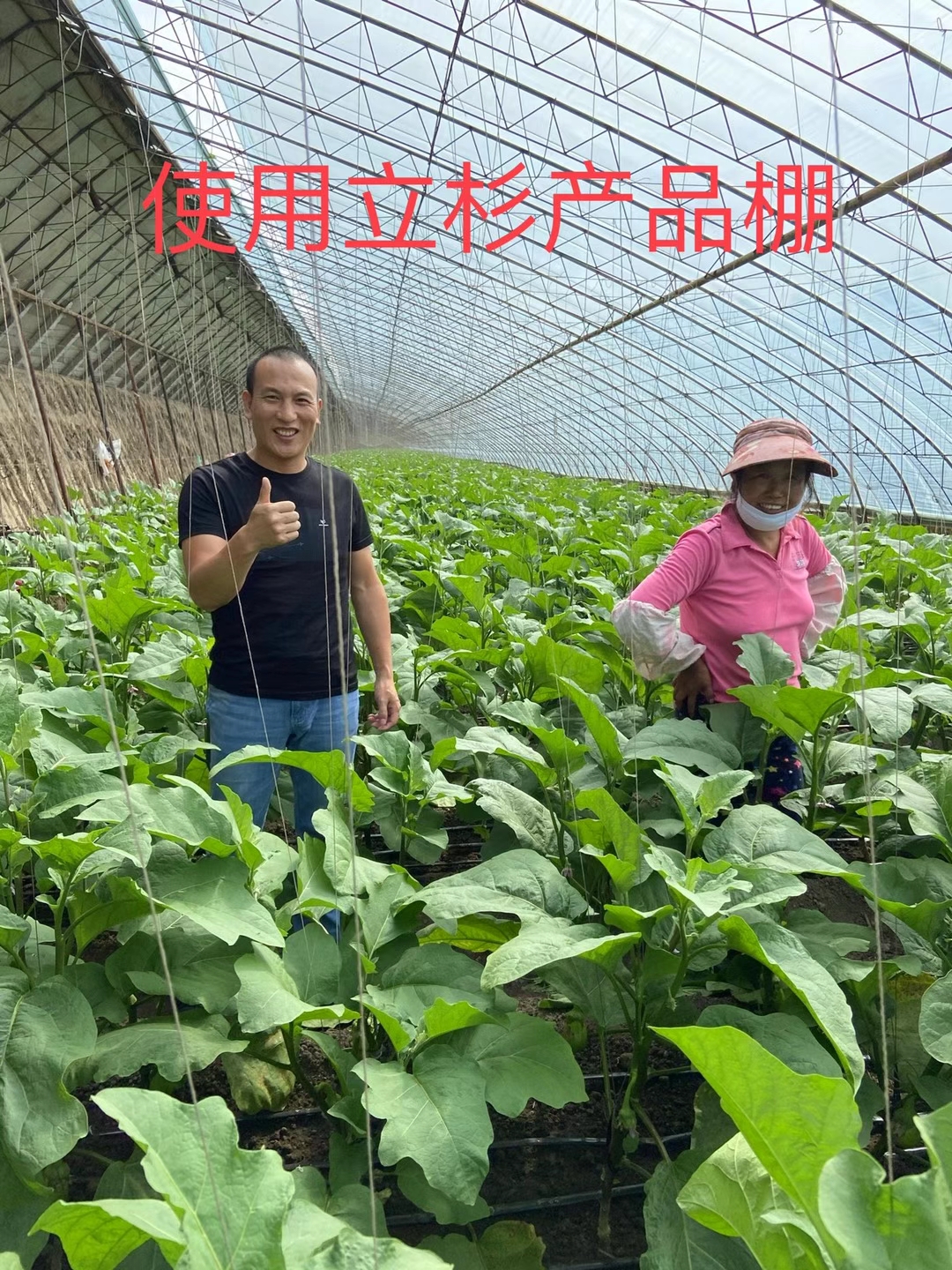 <a href=http://www.uuuxnea.cn target=_blank class=infotextkey>上海立杉</a>水溶肥在北方暖棚茄子上的效果反饋2