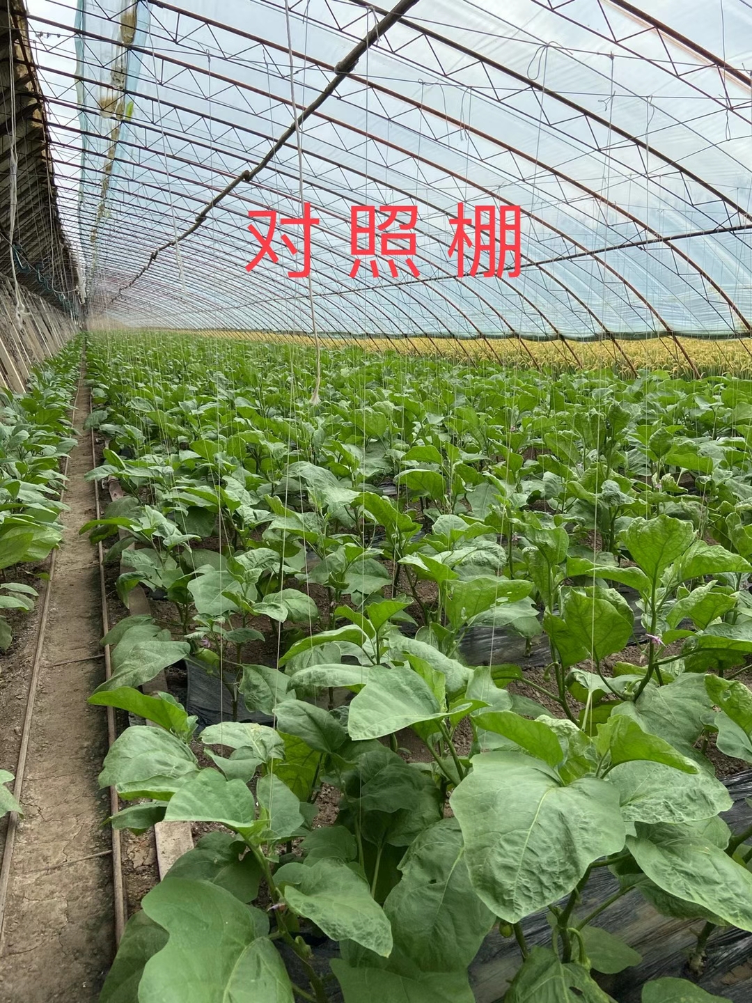<a href=http://www.uuuxnea.cn target=_blank class=infotextkey>上海立杉</a>水溶肥在北方暖棚茄子上的效果反饋3