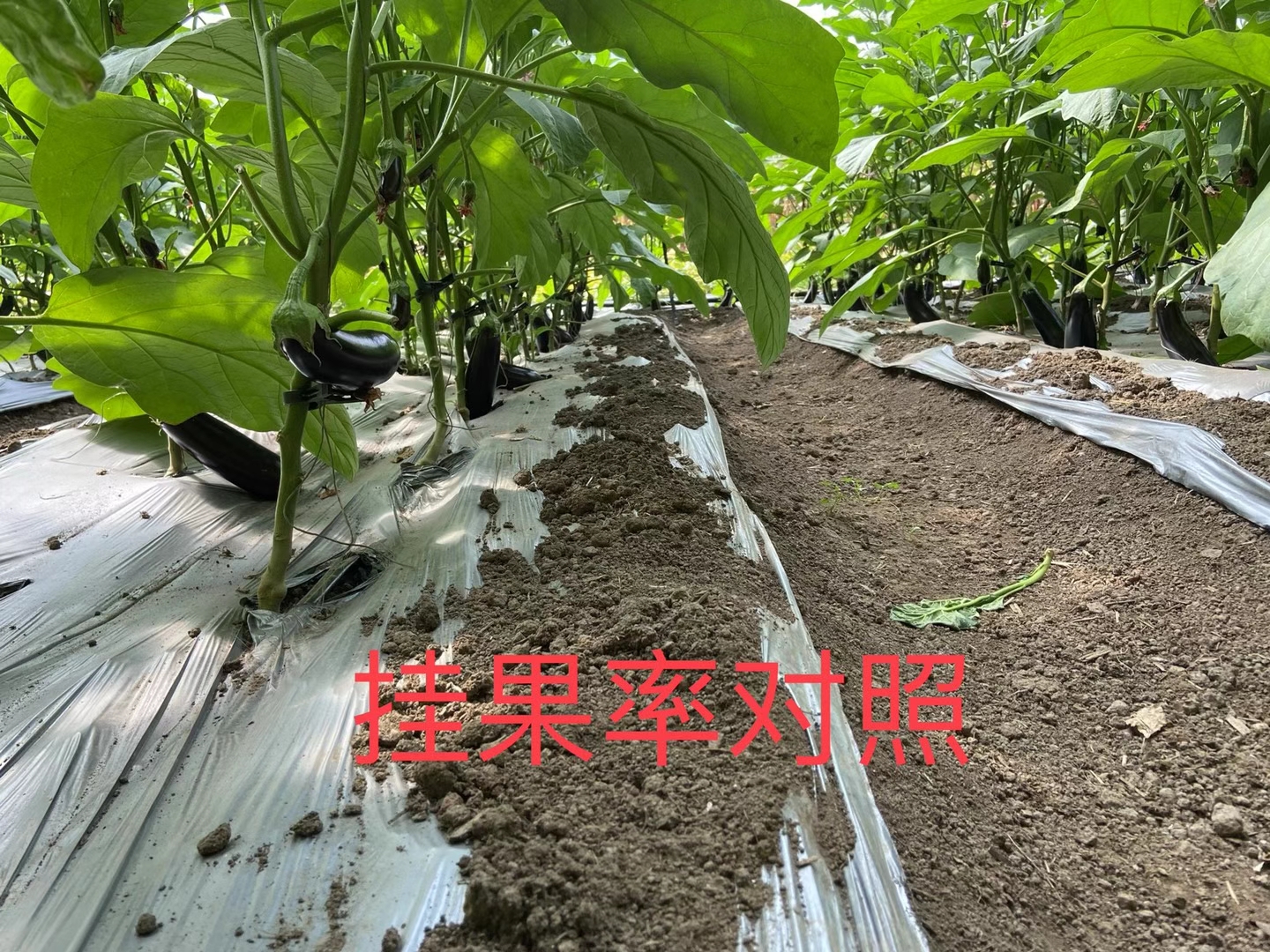 <a href=http://www.uuuxnea.cn target=_blank class=infotextkey>上海立杉</a>水溶肥在北方暖棚茄子上的效果反饋4